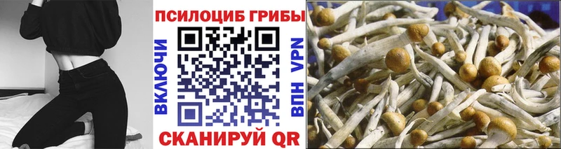 ОМГ ОМГ ONION  Мариинский Посад  Псилоцибиновые грибы прущие грибы 